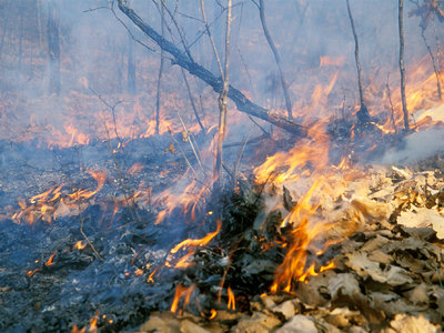 Нестихающие лесные пожары в Туве привели к режиму чрезвычайной ситуации