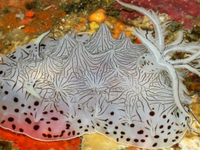 Морские биологи обнаружили множество новых необычных видов существ в водах Филиппин