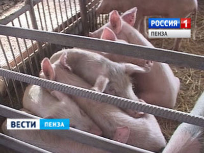 Пензенская область получит 41,9 млн рублей на развитие семейных ферм