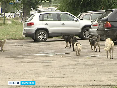 В Воронеже начнётся официальный отлов собак