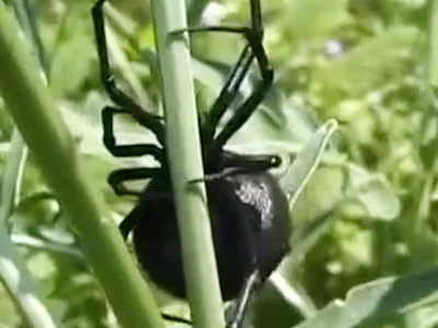 Ядовитые пауки добрались до российского Поволжья