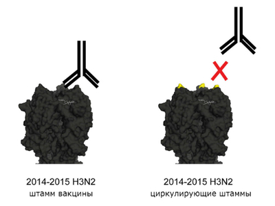 Вакцина от гриппа оказалась неэффективной из-за мутации вируса