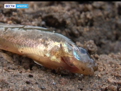 Причину гибели рыбы в реке Вихорева установили