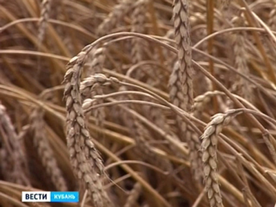 На Кубани собрали более 2 миллионов тонн зерна