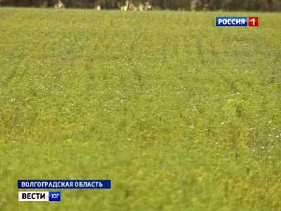 Из-за засухи в Волгоградской области вместо пшеницы высаживают лен