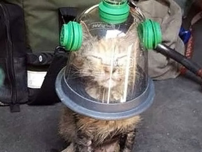 Пожарные спасли котенка при помощи специальной кислородной маски
