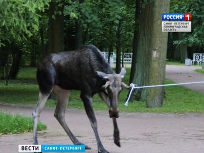Лось не дал отдохнуть посетителям Екатерининского парка в Пушкине