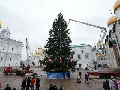 Для Кремля срубят 120-летнюю ель