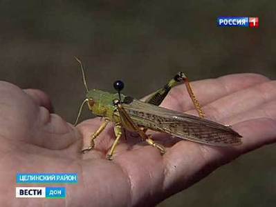 Нашествие саранчи на Дон никак не повлияло на урожай