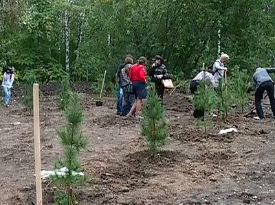 Более двух тысяч деревьев высадили в Академгородке
