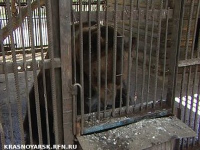 В Подтёсове цирковой медведь ранил посетителя