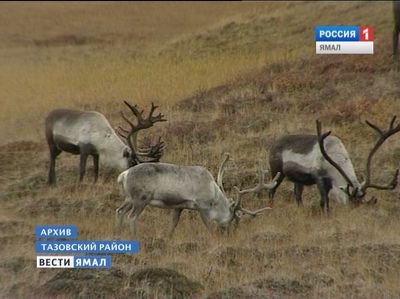 В Тазовском районе голодные медведи задрали более 20 оленей