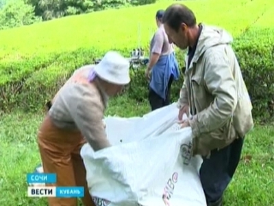 В Сочи сбор чая увеличат в 3 раза