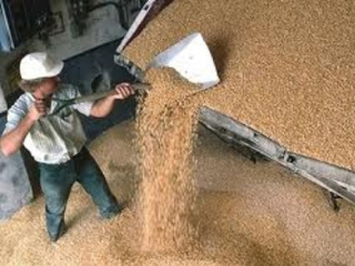 Аграрии Омской области намолотили более 3 миллионов тонн зерна