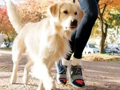 В Кузьминках пройдет марафон в поддержку бездомных собак