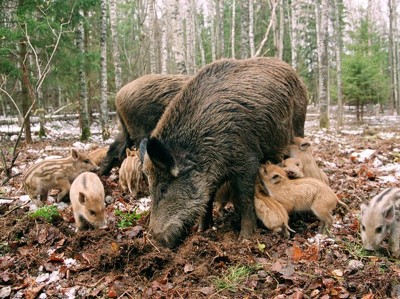 РСХН: АЧС косит свиней в ЕС.Виноваты кабаны и власти
