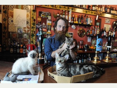 Паб, где можно пить в компании кошек, стал самым популярным в Бристоле