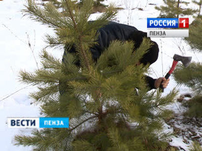 За незаконную вырубку елей браконьерам грозит штраф 3 до 4 тысяч рублей