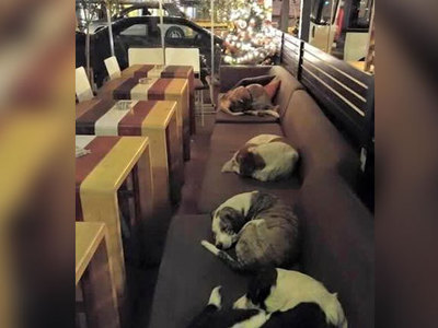 Кафе на острове Лесбос сделали ночным приютом для собак