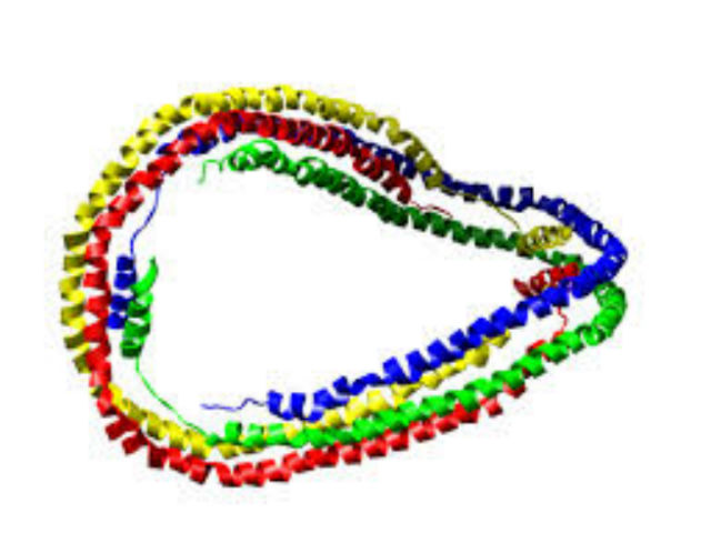 Алипопротеин &mdash; ген, отвечающий за транспорт холестерина (иллюстрация Wikimedia Commons). 