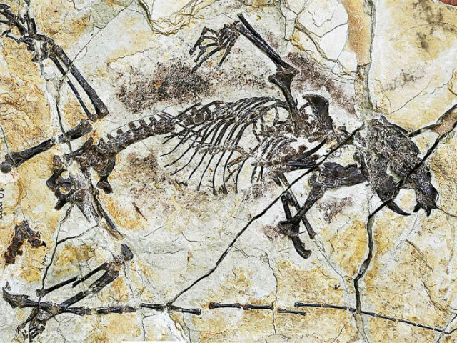 Окаменелость одной из особей &mdash; представителя вида Senshou lui (фото Jin Meng). 