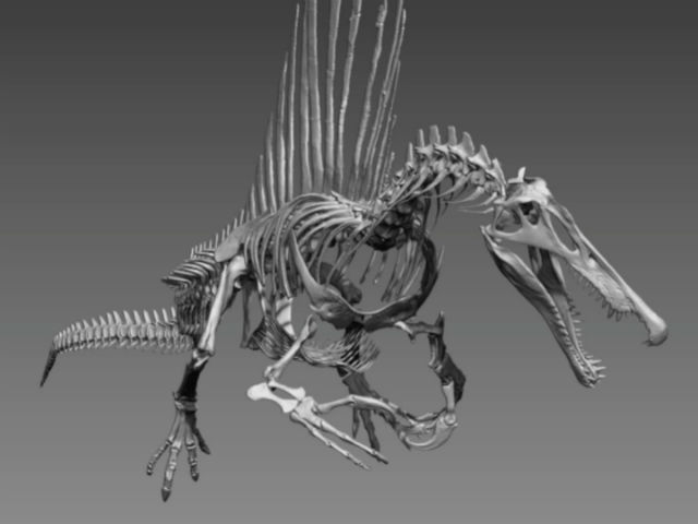 Трёхмерная модель скелета Spinosaurus aegyptiacus (иллюстрация University of Chicago, Fossil Lab). 