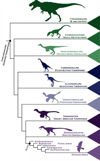 Схема эволюционной трансформации динозавров в современных птиц (иллюстрация Stephen Brusatte). 