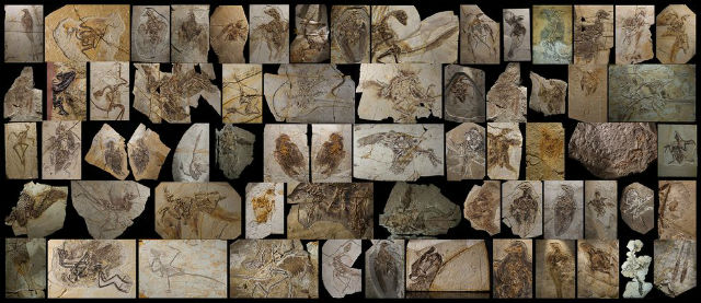 Генеалогическое древо составлялось на основе анализа анатомических особенностей окаменелостей динозавров и птиц самых разных периодов времени (иллюстрация Museum of Nature). 