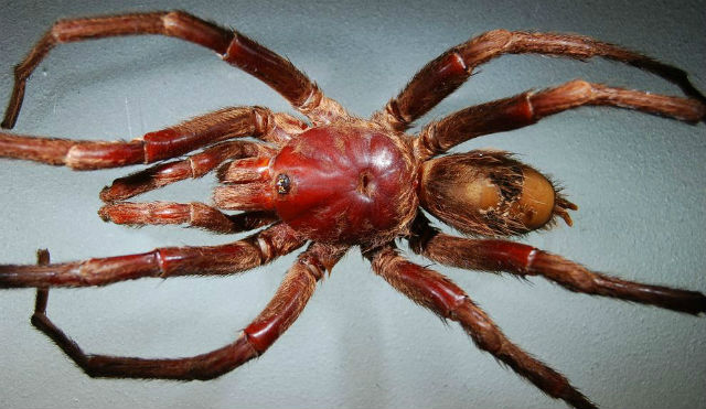 Паук может весить до 170 граммов и достигать в длину 30 сантиметров (фото Laura Miglio).