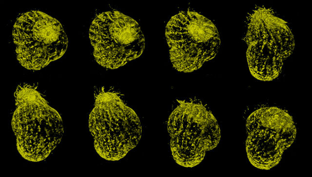 Новая методика микроскопии позволяет делать 1000 кадров в секунду и снимать жизнь микроорганизмов во всех подробностях (фото Howard Hughes Medical Institute). 
