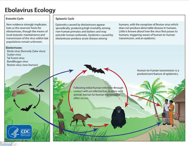Экология распространения и мутации вируса Эбола (иллюстрация Centers for Disease Control and Prevention).
