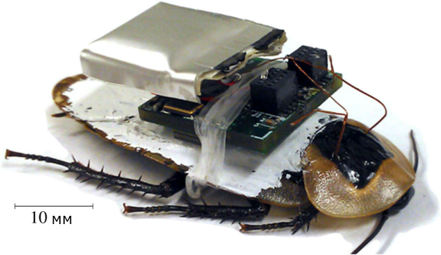Таракан с подключенным электронным рюкзаком (фото Journal of the Royal Society Interface).  