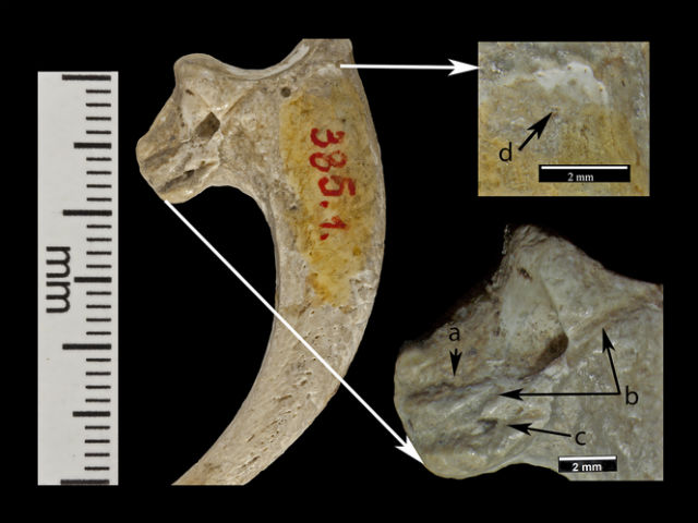 На одном из когтей сохранились три отметины: (а) и (c) короткие насечки, (b) длинная насечка, прерванная отверстием. Также на поверхности когтя сохранились следы шлифовки (фото Davorka Radovčić et al.).