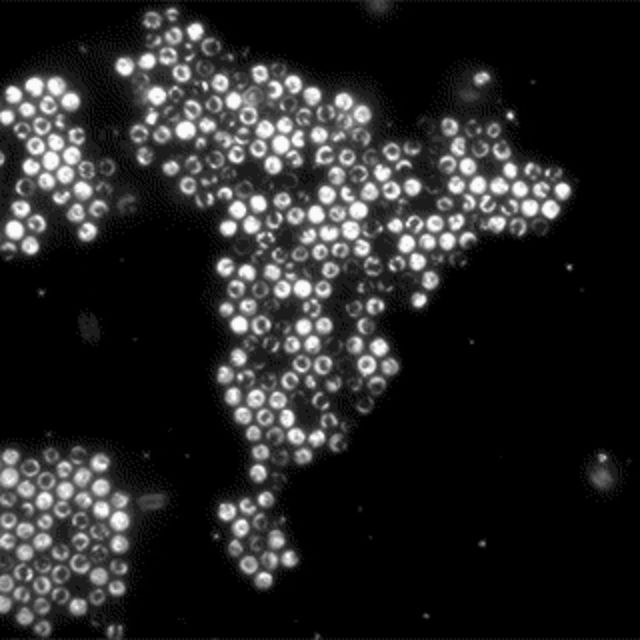 Постоянно движущаяся кристаллическая решётки из бактерий T. majus (фото Rockefeller University). 