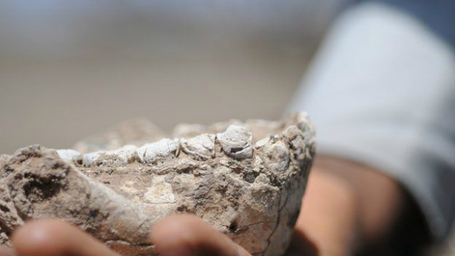 Обнаруженные останки принадлежат четырём людям, жившим 3,3-3,5 миллиона лет тому назад (фото Yohannes Haile-Selassie).