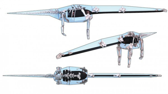 Представитель вида Dreadnoughtus schrani на самом деле весил около 28 тонн (фото Bates et al., Biology Letters (2015)). 