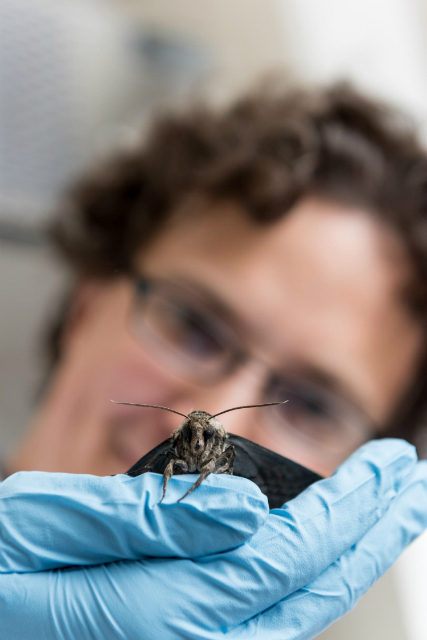 Глава исследования Саймон Спонберг держит бражника табачного (фото Rob Felt, Georgia Tech). 