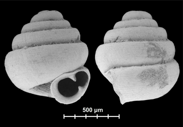 Высота оболочки улитки Angustopila dominikae составляет всего 0,86 мм (фото Barna Pall-Gergely). 