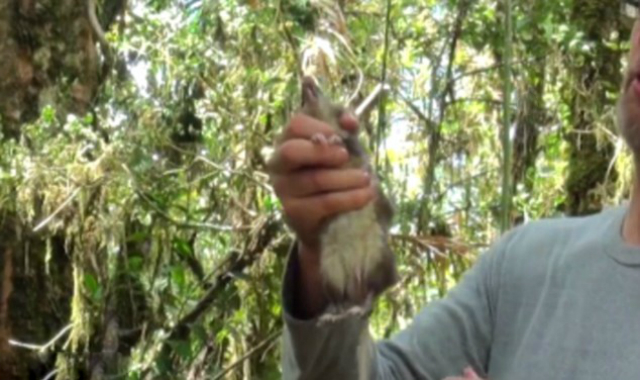 Учёные подметили, что урогенитальный мех крысы невероятно длинный &ndash; гораздо длиннее, чем у других видов (фото Museum of Victoria).