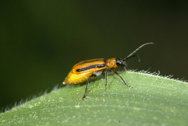 Насекомое быстро адаптировалось к трансгенным токсинам (фото Biosphoto / FLPA).