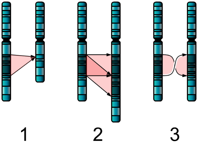 Делеции (1), дупликации (2) и инверсии (3) — хромосомные нарушения, которые могут быть связаны с развитием аутизма (иллюстрация Wikimedia Commons). 