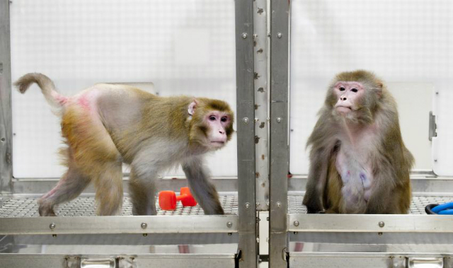 Макаки-резусы в Национальном центре изучения приматов в Висконсине: 27-летний Канто, живущий на ограниченной диете, и 29-летний Оуэн, чьё питание не ограничивалось (фото Jeff Miller, University Communications, UW-Madison). 