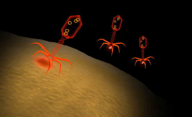 Причиной трансформации безобидной бактерии в патоген могло стать внедрение вирусной ДНК бактериофагов (иллюстрация Zappys Technology Solutions). 