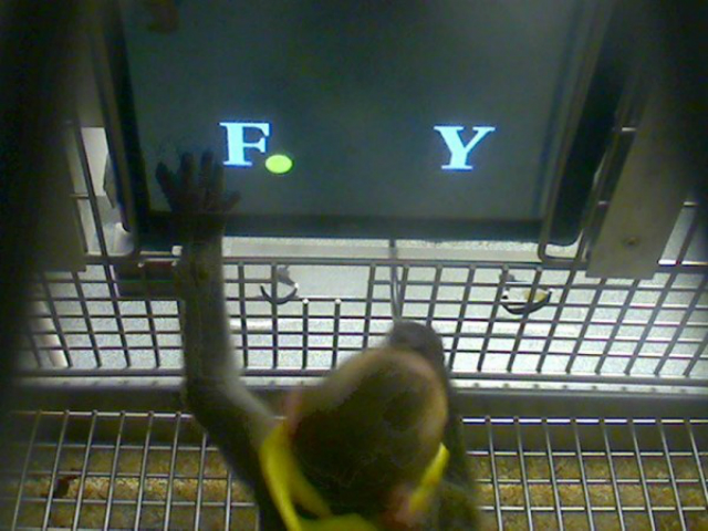 Макака-резус может решать базовые арифметические задачи с цифрами и символами (фото Margaret S. Livingstone).