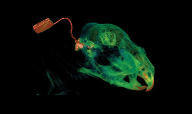 Эксперимент проводили на глухих морских свинках. Их "оглушили" с помощью специального лекарства, которое повредило клетки улитки уха (фото UNSW).