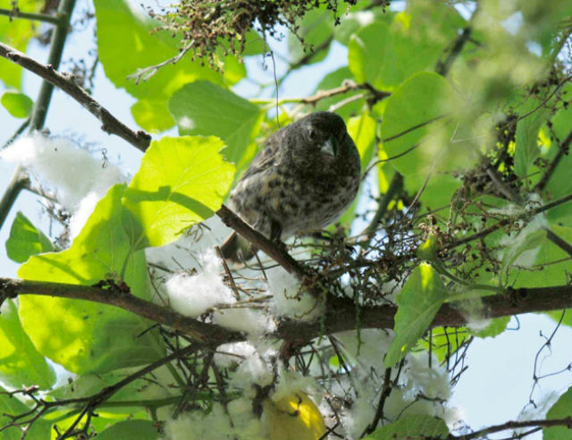 Обработанные инсектицидами ватные шарики могут быть единственным безопасными способом борьбы с паразитами, проживающими в гнёздах вьюрков (фото University of Utah). 