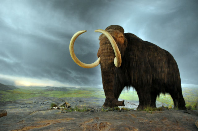 Из-за таинственного ледникового периода, накрывшего Землю 12800 лет назад, вымерли мамонты (иллюстрация Wikimedia Commons).