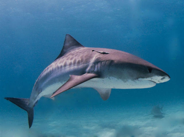 Кожа акулы чешуйчатая, а вовсе не гладкая (фото Wikimedia Commons). 