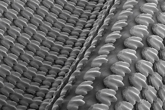 Снимок сканирующего электронного микроскопа: структура искусственной акульей кожи (фото Johannes Oeffner, Li Wen, James Weaver, George Lauder). 