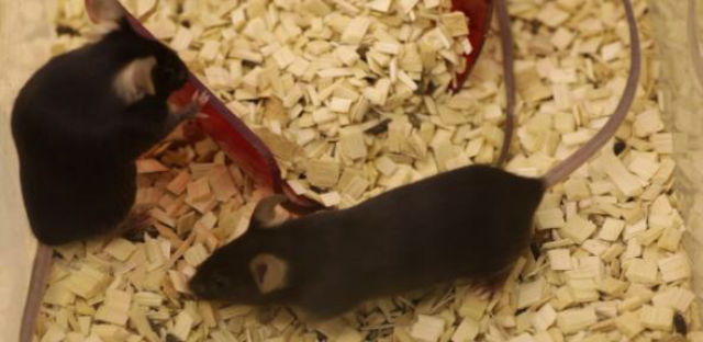 В течение трёх недель мыши питались пищей, богатой тяжёлыми изотопами (фото University of Cambridge).